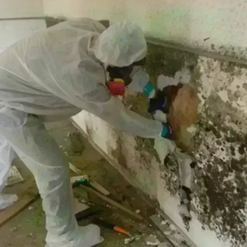 Mold Remediation and Removal in Belmont, NH